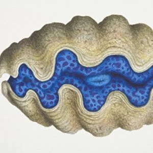 Clam with brown shell and a blue centre, side view