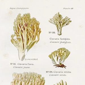 Clarinet mushroom 1891