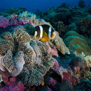 Clarks Anemonefish Print - Amphiprion clarkii, Palau Clarks Anemonefish Print - Amphiprion clarkii, Palau
