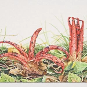 Clathrus archeri, Devils Fingers mushrooms fruiting in wild grasses