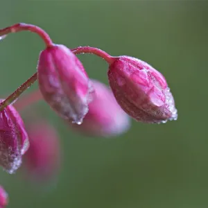 Clematis Montana Buds Close up after rain Clematis Montana Buds Close up after rain