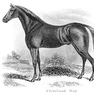 Cleveland Bay horse engraving 1873