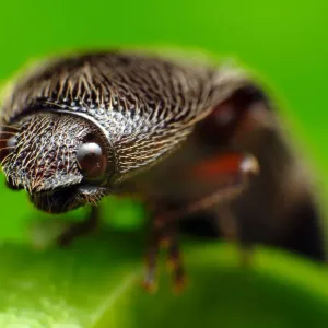 Click beetle Click beetle