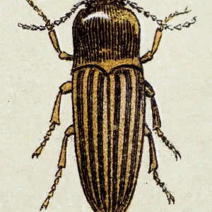 Click beetle, insect animals antique illustration Click beetle, insect animals antique illustration