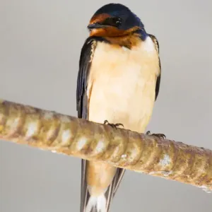 Cliff Swallow Sitting On A Wire Cliff Swallow Sitting On A Wire