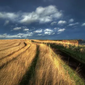 Clifftop path seaton sands angus scotland Clifftop path seaton sands angus scotland