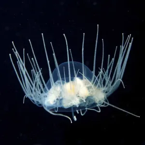 Clinging Jellyfish Print, Gonionemus vertens Clinging Jellyfish Print, Gonionemus vertens