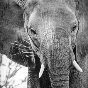 Close Up of African Elephant Face in Black and White Print Close Up of African Elephant Face in Black and White Print