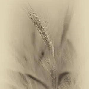 Close-up Barley Print Close-up Barley Print