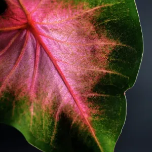Close Up of Caladium Agricultural Plant Close Up of Caladium Agricultural Plant