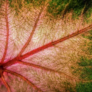 Close Up of Caladium Agricultural Plant Close Up of Caladium Agricultural Plant