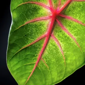 Close Up of Caladium Agricultural Plant Close Up of Caladium Agricultural Plant