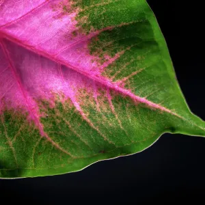 Close Up of Caladium Agricultural Plant Close Up of Caladium Agricultural Plant