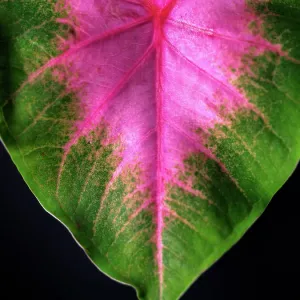 Close Up of Caladium Agricultural Plant Close Up of Caladium Agricultural Plant