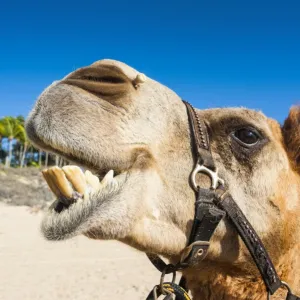 Close up of a camel prepared for tourists on Cable Beach, Broome, Western Australia