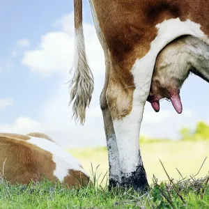 Close up of cow udder, low section Close up of cow udder, low section