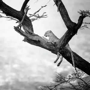 Close Up of Cute Leopard in Tree in Black and White at Samburu, Kenya