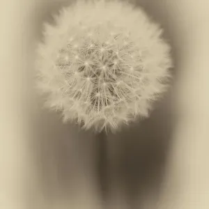 Close up of Dandelion Close up of Dandelion