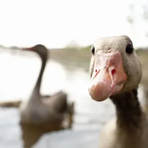 Close-up Print of a Duck's Beak