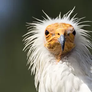Close up of Egyptian vultures face, (Neophron percnopterus), Pyrenees, France