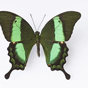 Close up of Emerald Swallowtail butterfly