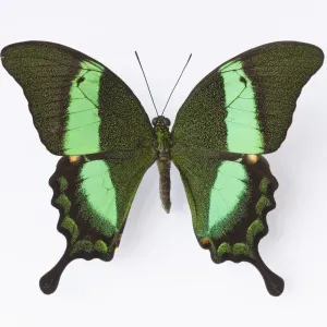 Close up of Emerald Swallowtail butterfly Close up of Emerald Swallowtail butterfly