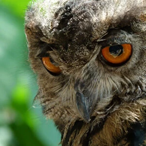 Close up of a European Eagle Owl