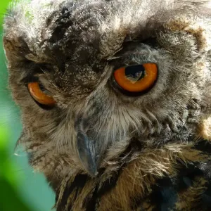 European Eagle Owl Close-up Print European Eagle Owl Close-up Print