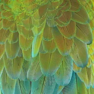 Macaw Parrot Back Feathers Print Macaw Parrot Back Feathers Print