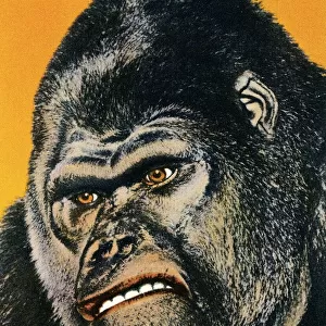 Close up of Gorilla