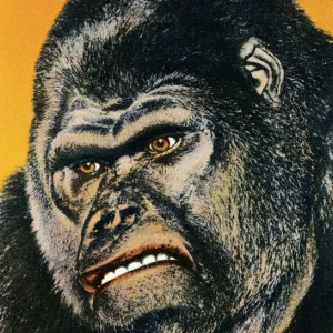 Close up of Gorilla