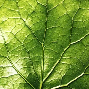 Green Leaf Print with Yellow Veins Green Leaf Print with Yellow Veins