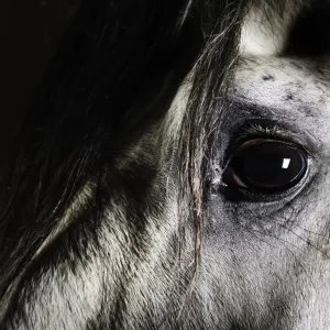 Close-up Grey Horse Eye Print Close-up Grey Horse Eye Print