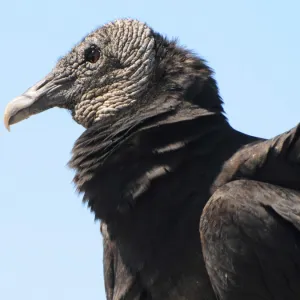 Close up of head of black vulture, Coragyps atratus. Everglades National Park, Florida, USA. UNESCO World Heritage Site (Biosphere Reserve)