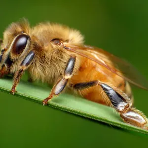 Honeybee Print on Green Background Honeybee Print on Green Background