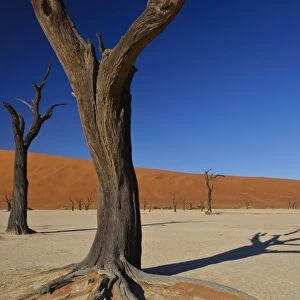 Close up of one of the iconic dead trees in Deadvlei, Namibia