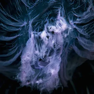 Aequorea forskalea Jellyfish Close-up Print