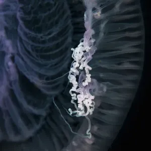 Close up of jellyfish underwater Close up of jellyfish underwater