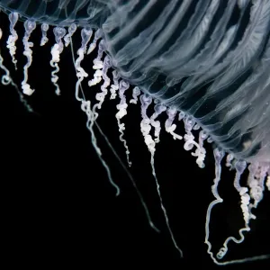 Close up of jellyfish underwater Close up of jellyfish underwater