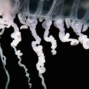 Close up of jellyfish underwater Close up of jellyfish underwater