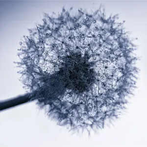 Close up Back Lit Photograph of Dandelion Seed Head with Water Droplets Close up Back Lit Photograph of Dandelion Seed Head with Water Droplets