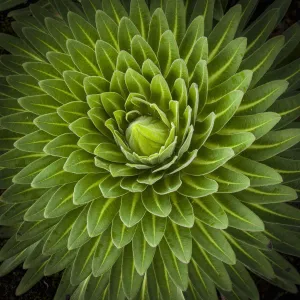 Close up of Lobelia, Lobelia deckenii, unique vegetation of the Moorland and Heath zone, Mount Kilimanjaro, Kilimanjaro Region, Tanzania