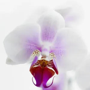 Close-up Orchid Print Close-up Orchid Print