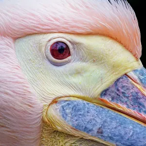 Very close pelican Very close pelican