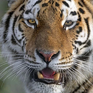 Close portrait of an Amur tigress