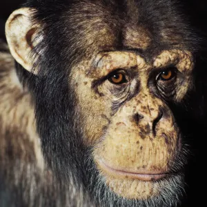 Close up portrait of Chimpanzee Close up portrait of Chimpanzee