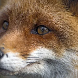 Close portrait of a red fox