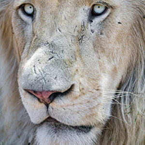 Close portrait of a white lion