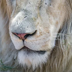 Close portrait of a white lion