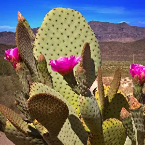 Close up of Prickly Pear Cactus in Bloom